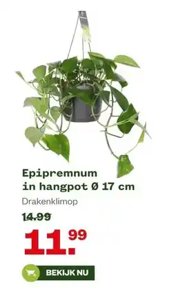 Welkoop Epipremnum in hangpot aanbieding