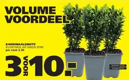 Ranzijn KARDINAALSMUTS aanbieding