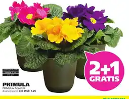 Ranzijn PRIMULA aanbieding