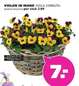 Ranzijn VIOLEN IN MAND aanbieding