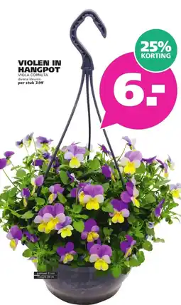 Ranzijn VIOLEN IN HANGPOT aanbieding