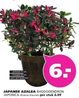 Ranzijn JAPANSE AZALEA aanbieding
