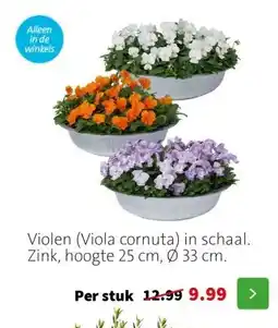 Intratuin Violen (Viola cornuta) in schaal. Zink, hoogte 25 cm, Ø 33 cm. aanbieding