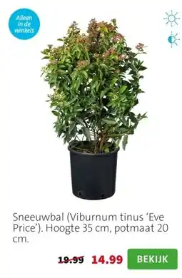 Intratuin Sneeuwbal (Viburnum tinus ‘Eve Price’). Hoogte 35 cm, potmaat 20 cm. aanbieding