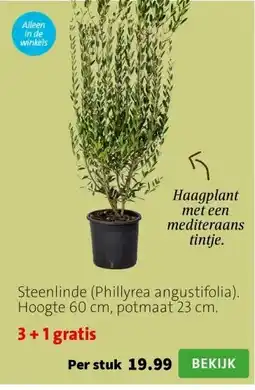 Intratuin Steenlinde (Phillyrea angustifolia). Hoogte 60 cm, potmaat 23 cm. aanbieding