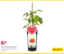 Praxis Fruitstruiken diversen potmaat ⌀15cm aanbieding