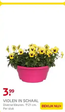 Praxis Buitenplant Viola F1 in schaal diverse aanbieding