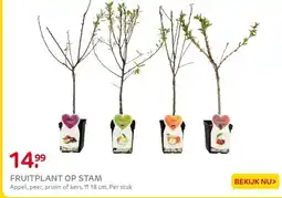 Praxis Fruitbomen op stam diversen winterhard aanbieding