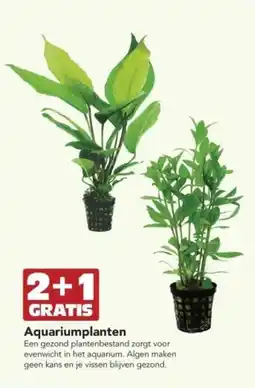 Discus Aquariumplanten aanbieding