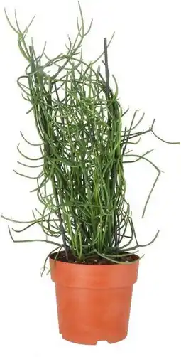 Intratuin Biologische Potloodplant (Euphorbia tirucalli) D 19 H 55 cm aanbieding