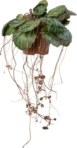 Intratuin Biologische Schildersverdriet (Saxifraga stolonifera 'Tricolor') D 11 H 15 cm aanbieding