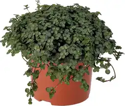 Intratuin Biologische Kanonplantje (Pilea glauca) D 11 H 15 cm aanbieding