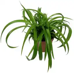 Intratuin Biologische Graslelie (Chlorophytum 'Bonnie') D 11 H 15 cm aanbieding