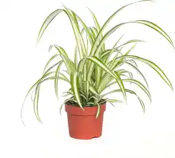 Intratuin Biologische Graslelie (Chlorophytum variegatum) D 11 H 15 cm aanbieding