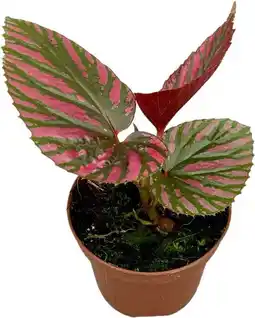 Intratuin Biologische Bladbegonia (Begonia brevirimosa) D 11 H 15 cm aanbieding