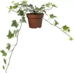 Intratuin Biologische bonte Klimop (Hedera) D 11 H 15 cm aanbieding