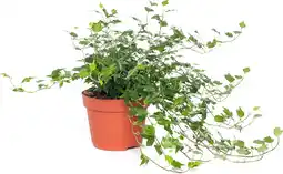 Intratuin Biologische smalle Klimop (Hedera smalbladig) D 11 H 15 cm aanbieding