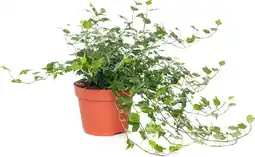 Intratuin Biologische smalle Klimop (Hedera smalbladig) D 11 H 15 cm aanbieding