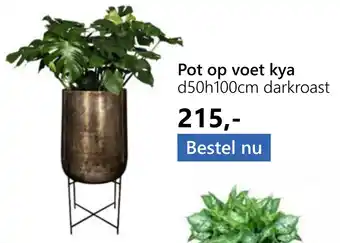 GroenRijk Pot op voet kya aanbieding