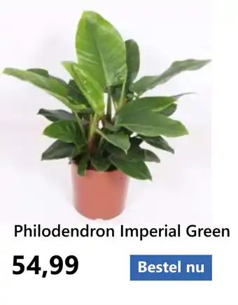 GroenRijk Philodendron Imperial Green aanbieding