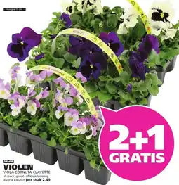 Ranzijn VIOLEN aanbieding