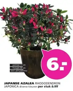 Ranzijn JAPANSE AZALEA aanbieding