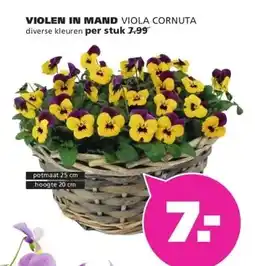 Ranzijn VIOLEN IN MAND aanbieding