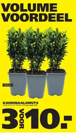 Ranzijn KARDINAALSMUTS aanbieding