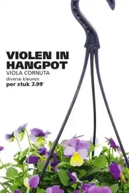 Ranzijn VIOLEN IN HANGPOT aanbieding