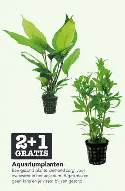 Dierspecialist Aquariumplanten aanbieding