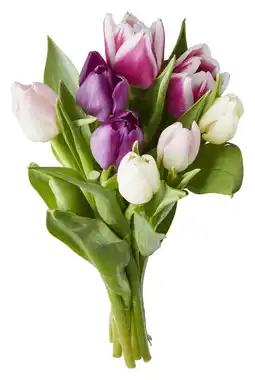 PLUS PLUS Tulpen mono gemengd aanbieding