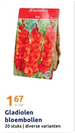 Action Gladiolen bloembollen aanbieding