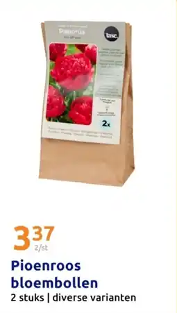 Action Pioenroos bloembollen aanbieding