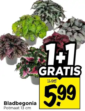Vomar Voordeelmarkt Bladbegonia aanbieding