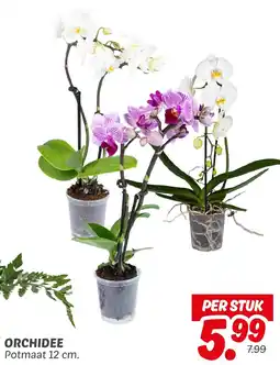 Dekamarkt Orchidee aanbieding