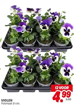 Dekamarkt Violen aanbieding