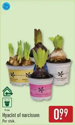 ALDI Hyacint of Narcissen aanbieding