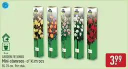 ALDI Garden feelings Mini Stamroos of Klimroos aanbieding