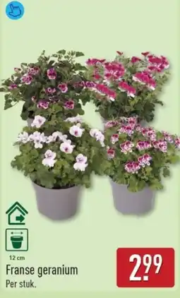 ALDI Franse Geranium aanbieding