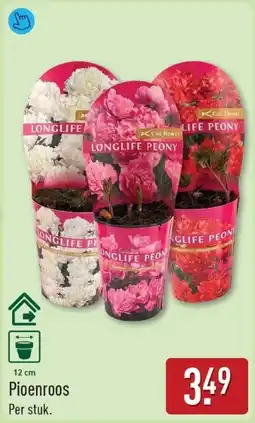 ALDI Pioenroos aanbieding