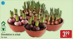 ALDI Bloembollen in Schaal aanbieding