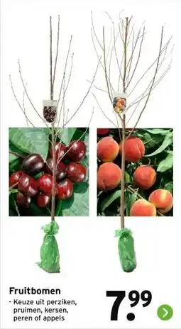 GAMMA Fruitbomen aanbieding