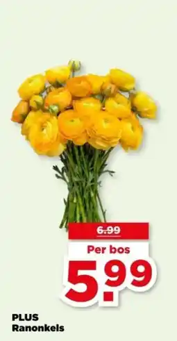 PLUS PLUS Ranonkels aanbieding