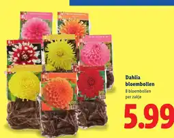 Lidl Dahlia bloembollen aanbieding