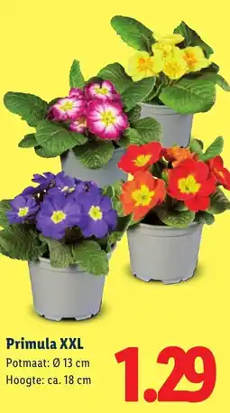 Lidl Primula XXL aanbieding