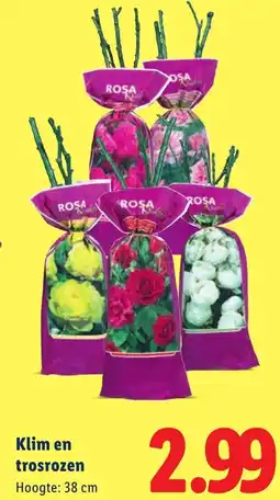 Lidl Klim en trosrozen aanbieding