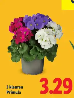 Lidl 3 kleuren Primula aanbieding