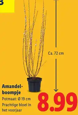 Lidl Amandel- boompje aanbieding