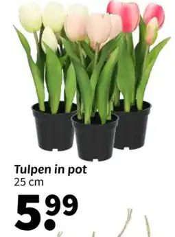 Wibra Tulpen in Pot aanbieding
