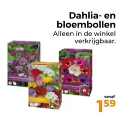 Trekpleister Dahlia en bloembollen aanbieding